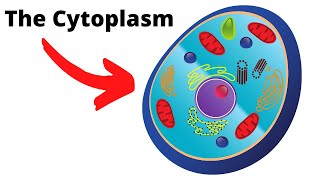 CytoplasmThe important fluid of the cell [upl. by Ledif]