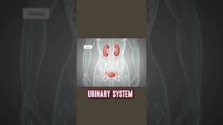 Urinary system short animationillustration video urinarysystem [upl. by Nimajnab]