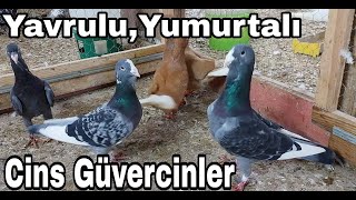 YavruluYumurtalı Cins Güvercinler [upl. by Sager]