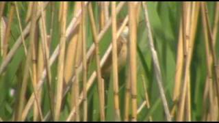 Singing Reed Warbler [upl. by Marceau]