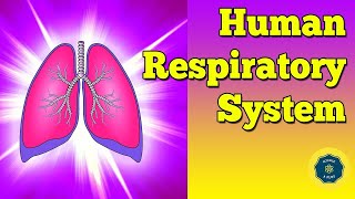 English Human respiratory system  Anatomy and physiology [upl. by Hillman]