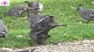 Interrupted pigeon mating 1 [upl. by Eerak]