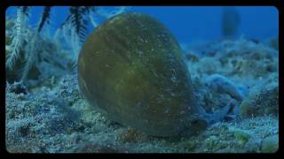 Cone Snails [upl. by Eremahs]