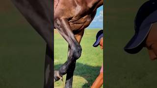 you need to know the important body areas to treat horsescowboy rek horse kopkari [upl. by Barnet]