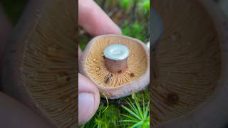 Milky Mushroom ASMR Corrugated Milkcap Lactifluus corrugis edible when cooked [upl. by Calore]