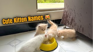 Kitten Names 😻 42 TOP amp BEST Ideas For Girls and Boys Names  funny cats  cute cats [upl. by Fruma]