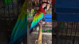 Extremely Beautiful Green Wing Macaw parrot macawparrot greenwingmacaw trending youtubeshorts [upl. by Oirramaj]