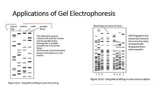 Chapter 192 Processes in Genetic Technology [upl. by Odnalro]