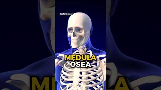 🦴MEDULA OSEA ¿Que es la medula osea [upl. by Ybbed]