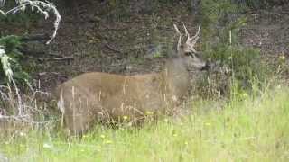 Huemul in the Tamango National Reserve Chile [upl. by Busby]