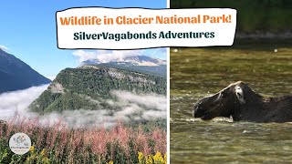 Moose Bear Mountain Goat and Big Horn Sheep of Glacier National Park [upl. by Tonie]