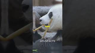 5 Fun Facts About Brars You Didn’t Know❗️❗️funfacts bear viralvideo [upl. by Girovard]