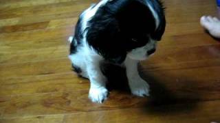 Cavalier King Charles Spaniel Training Elly [upl. by Yeung888]