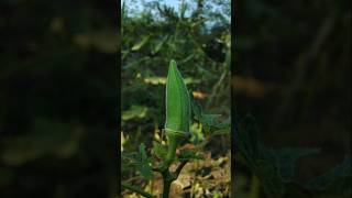 Cut the branches of okra so that more branches come and more okra can be planted okra shorts [upl. by Atilem]