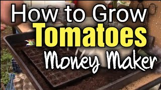 How to Grow Tomatoes from Seed UK  Money Maker  Crimson Crush [upl. by Brittne148]