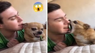 World most angry chihuahua dog compilation ep3। Fanny chihuahua TV [upl. by Kovacs]