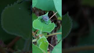 Late instar Yellow Marmorated Stink Bug Nymph—Courtship [upl. by Nebe]