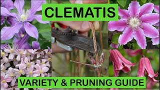 CLEMATIS VARIETY amp PRUNING GUIDE – How to prune and great varieties to grow [upl. by Benedicta37]