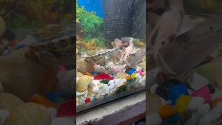 Turtle 🐢 or CatFish me ladai hogai turtle catfish petfish aquariumfish petsvlog aquarium [upl. by Gurolinick433]