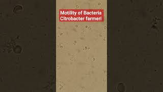 Bacterial Motility Citrobacter farmeri [upl. by Iny]