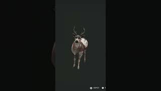 Piebald Blacktail Buck cotw gameplay [upl. by Kantor281]