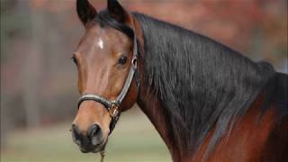 Horse Sounds for children neighing Whinying Snorting With Video And Pictures [upl. by Ahsiner]