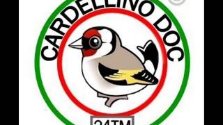 CARDELLINO DOC  IL CANTO  n1 [upl. by Lois]