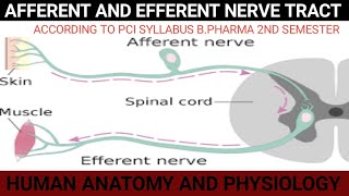 AFFERENT AND EFFERENT NERVE TRACT [upl. by Neehs744]