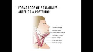 Deep Cervical Fascia PPT Slide Presentation [upl. by Chas551]