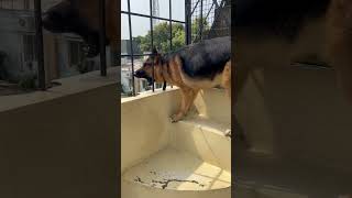 german shepherd barking  gsd puppy barking  dog barking  dog barking sound  puppy barking [upl. by Carmelle]