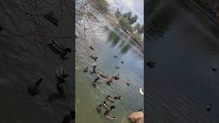 Duck Frenzy at the Park 🦢🦆 [upl. by Melvyn]