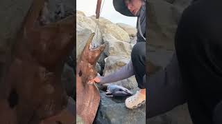 Beautiful fish 🐠 trending fishing satisfafying funnyanimal viralvideo fyp [upl. by Sonja]