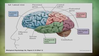 Overview of Traumatic Brain Injury TBI [upl. by Tiras]