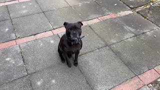 Staffordshire Bull Terrier waits attentively for grandma 🧐 [upl. by Butterworth]