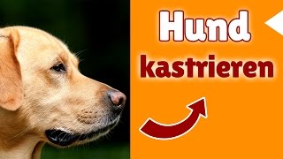 Hund kastrieren  Macht Kastration beim Hund Sinn oder ist es Unsinn [upl. by Asia]