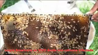 Peligrosa enfermedad de las Abejas Loque Americana en vivo como nadie te lo mostro y explico [upl. by Stuckey]