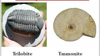 FOSSILES et FOSSILISATION  1 ere collège [upl. by Maurita]