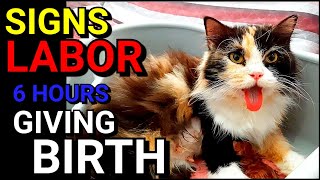 EP12  Persian Cat Giving Birth [upl. by Dnalor793]