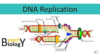 DNA replication [upl. by Maudie]