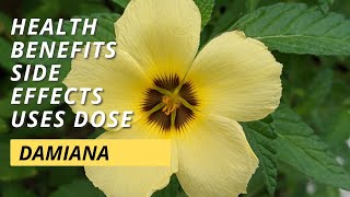 Damiana Health Benefits Side Effects Uses Dose [upl. by Ellienad]