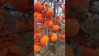 Persimmon fruit fruits persimmon persimmonfruit persimmons drypersimmon agriculture foryou [upl. by Airamesor]