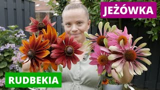 Czy Rudbekia to Jeżówka🌸 Podobieństwa i różnice  MrsGarden [upl. by Subir299]