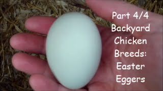 Easter Egger Backyard Chicken Breeds Part 44 [upl. by Ayalahs190]