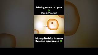 Understanding the Ethology of Malaria A Comprehensive Guide to the Plasmodium Cycle shorts viral [upl. by Akila572]