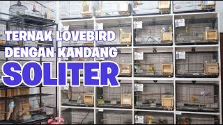 cara sukses beternak lovebird dengan kandang soliter [upl. by Crowley]