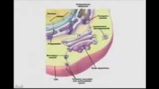 BIO5453CellOrganellesandTheCellasaproteinfactory [upl. by Onitsuj]