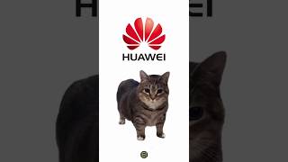 Sonido de Huawei con el Oia Oia Cat 🤣 [upl. by Malena]