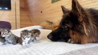 Kittens Snuggle Up to Their German Shepherd to Fall Asleep [upl. by Waldack]