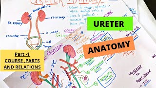 URETER ANATOMY  Course Parts Relation  Part 1  Suyash Shukla [upl. by Marmaduke]