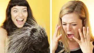 Animal Lovers Get Surprised With Porcupines [upl. by Hadias]